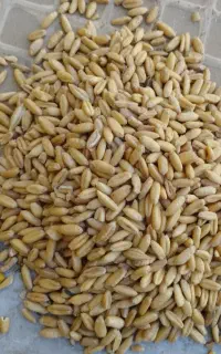 گندم دیم وابی  واوره
