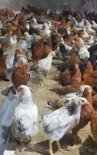 نیمچه  ماده مرغ محلی نژاد گلپایگان