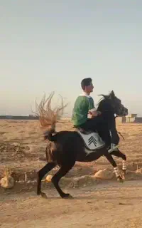 مادیون سواری دار