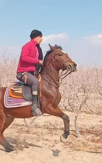 مادیان کرد ، دم گیر ، سواری دار ، جفت زن