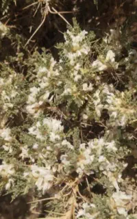 عسل گون بدون تغذیه