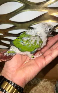جوجه گرینچیک