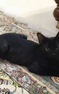 گربه سیاه مهربون