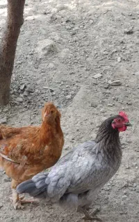 مرغ گلین و برهما
