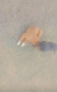 توله سگ دوبرمن پینچر