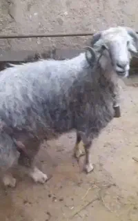 بره نر داشتی