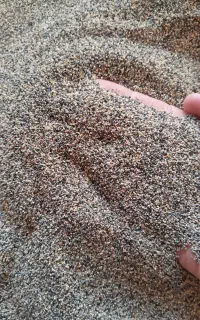 بذرگیاهی دارویی  اصلاح شده