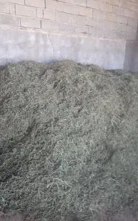 فروش یونجه