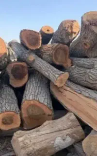 خریدار چوب گردو