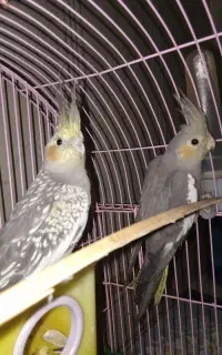 یک جفت عروس هلندی خوشگل