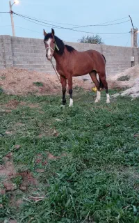 سه عدد اسب مادیان