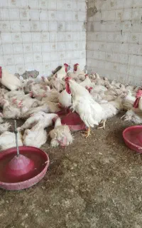 مرغ گوشتی شهرستان و تخمی موجود است