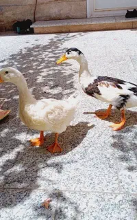 اردک شش ماهه