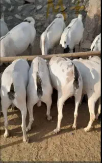 کهره گوشتی موجود