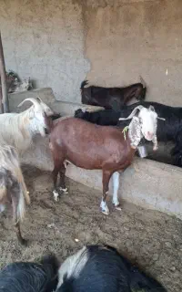 بز کهره دار