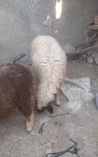 بره نر