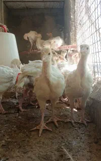 جوجه بوقلمون