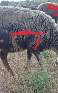 گمشده گوسفند و توقلی 7 عدد