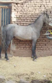 اسب نریون کره