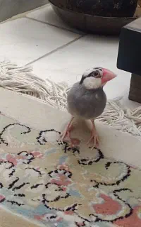 فنچ نرگسی