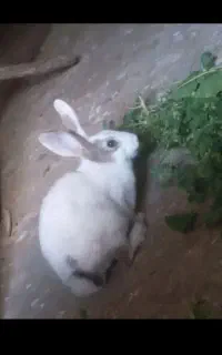 خرگوش