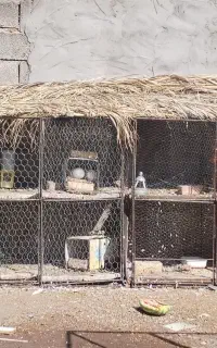 جفت کن کبوتر