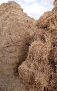 یونجه