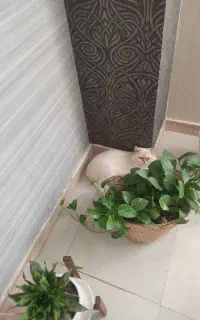 گربه