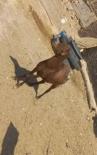 میش