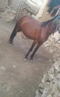 مادیان و کره هردو یرقه