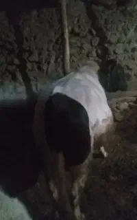 6 راس گاو و گوساله نر و ماده وشیرده
