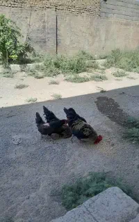 خروس و مرغ