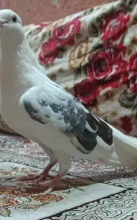 گمشده
