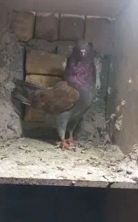 چند عدد کبوتر