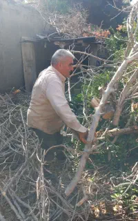 خرید چوب باغی