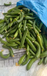 خیار شوری