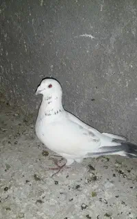 کبوتر پلاکی گمشده