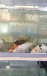 ماهی کوی