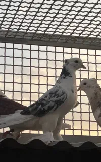 کبوتر پرشی صاف