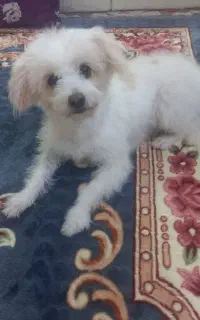 گم شده