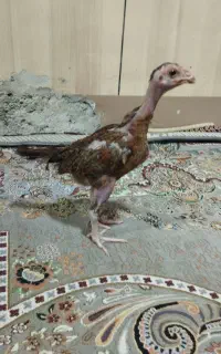 جوجه لاری