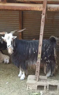 نربز