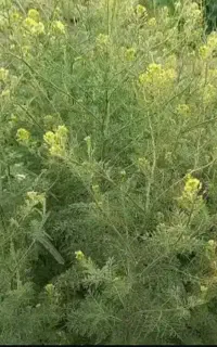 خاک شیر