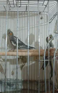 سه تا عروس هلندی خوب