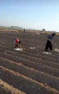 کارگر کشاورزی تکی و دسته