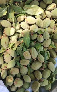بادام تازه درشت
