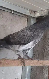 جوجه جیر