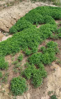 نهال گوجه فروشی