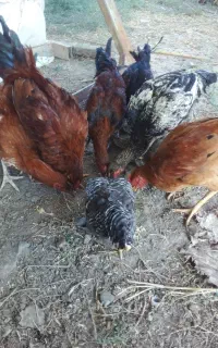 فروش خروس لاری محلی و...
