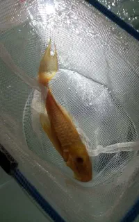 ماهی معاوضه با پرنده